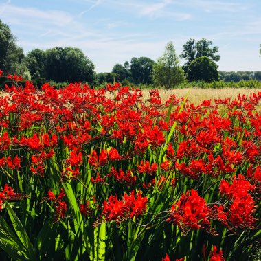 Crocosmia 'Lucifer'