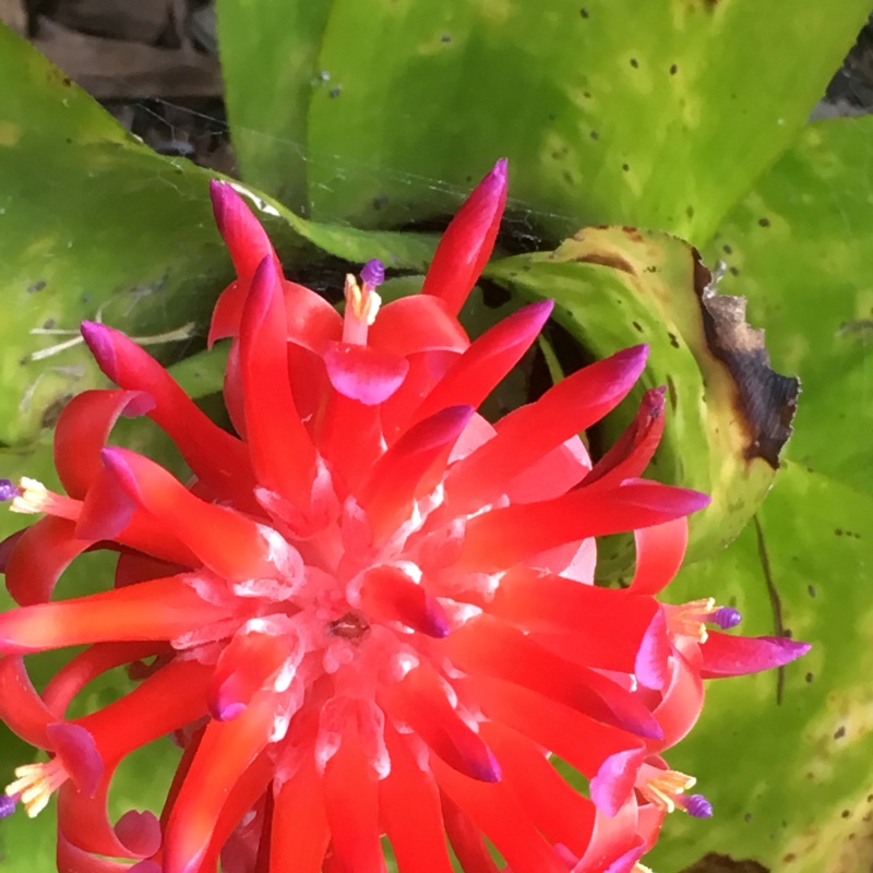 Bromeliad