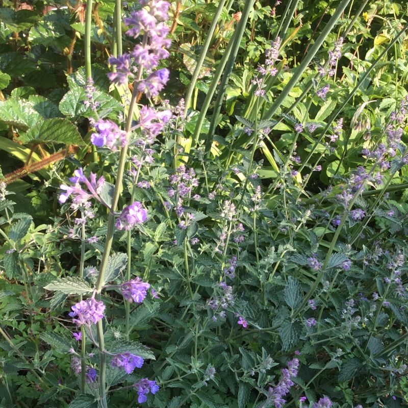 Nepeta x faassenii 'Walkers Low', Catnip - uploaded by @PatInnes