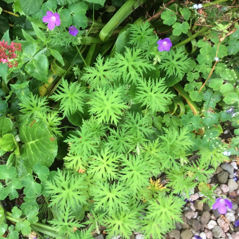 Plant image Geranium himalayense 'Gravetye'