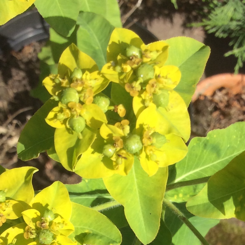 Euphorbia polychroma