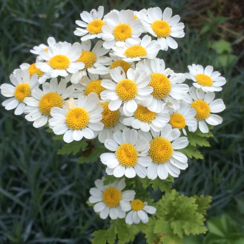 Tanacetum parthenium