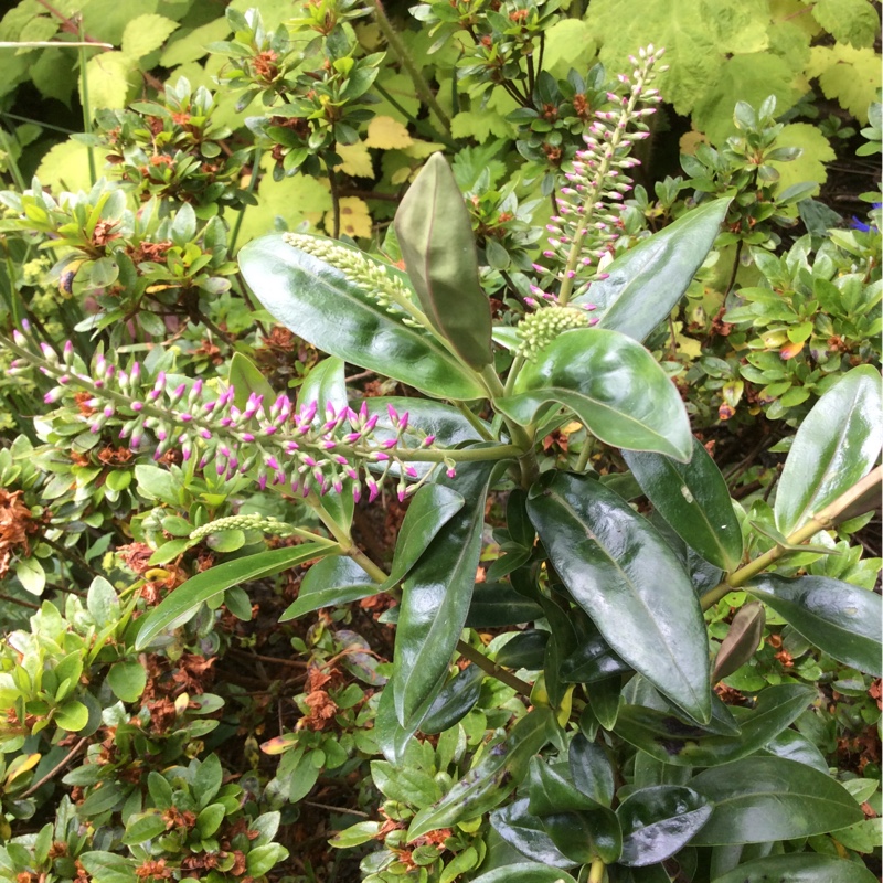 Plant image Hebe 'Sparkling Sapphires'