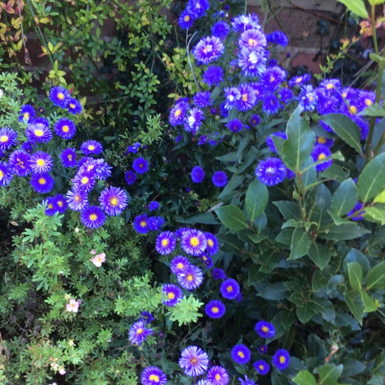 Plant image Aster lateriflorus 'Lady In Blue'