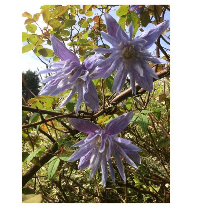 Plant image Clematis macropetala 'Maidwell Hall'