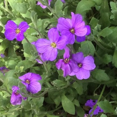 Rock Cress 'Purple Cascade'