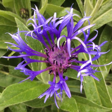 Perennial Cornflower