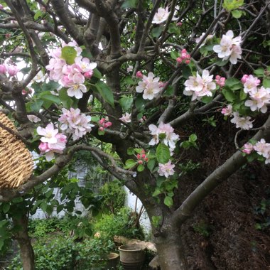 Apple 'Bramley's Seedling'