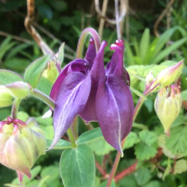 Alpine Columbine