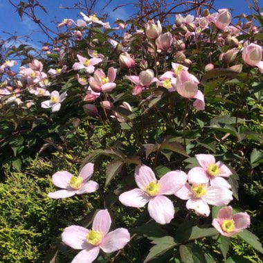 Clematis Montana 'Elizabeth'