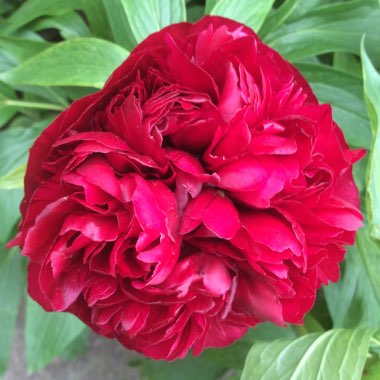 Peony 'Augustin d'Hour' (Herbaceous)