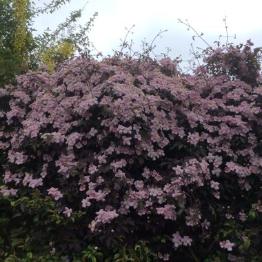 Clematis Montana 'Elizabeth'