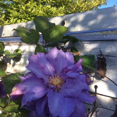 Clematis