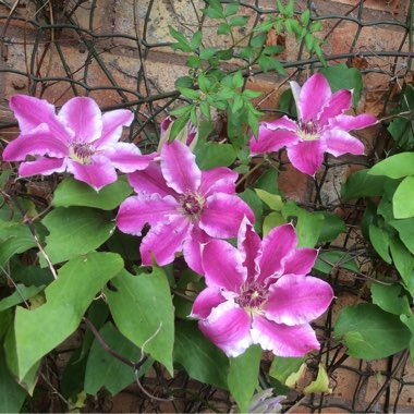 Clematis 'Dr Ruppel'