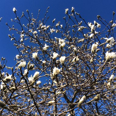 Magnolia stellata