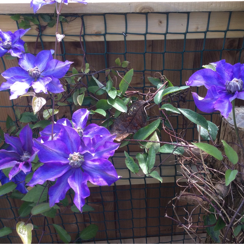 Plant image Clematis 'William Kennett'