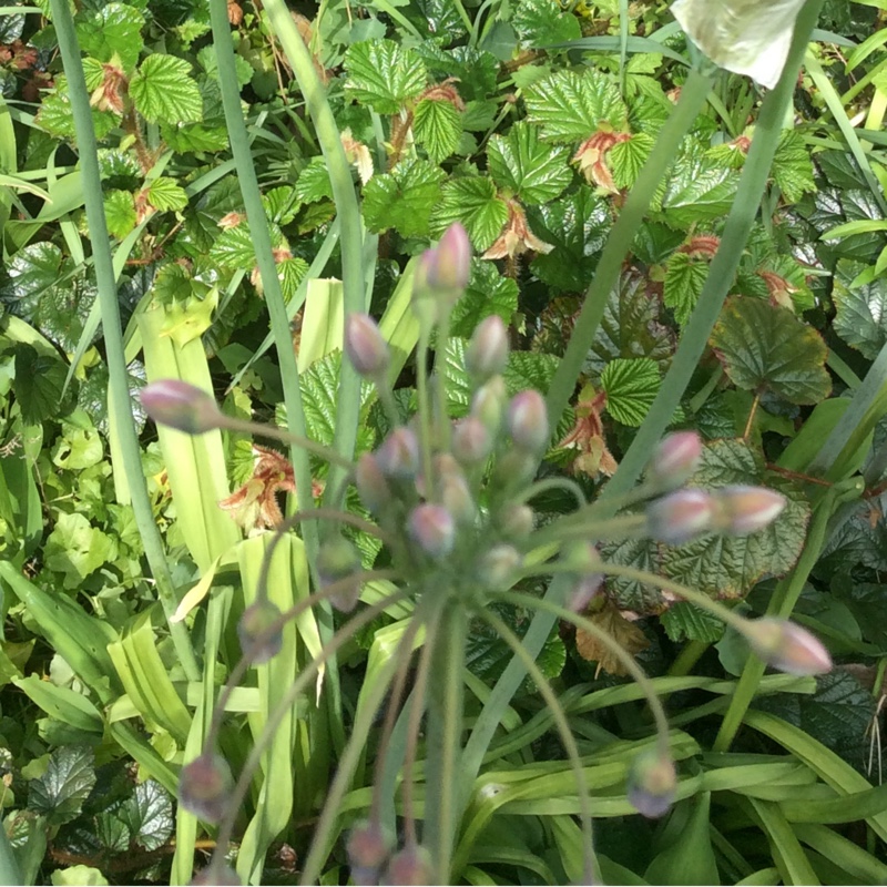 Allium siculum syn. Nectaroscordum siculum, Allium nectaracsardium, Allium bulgaricum