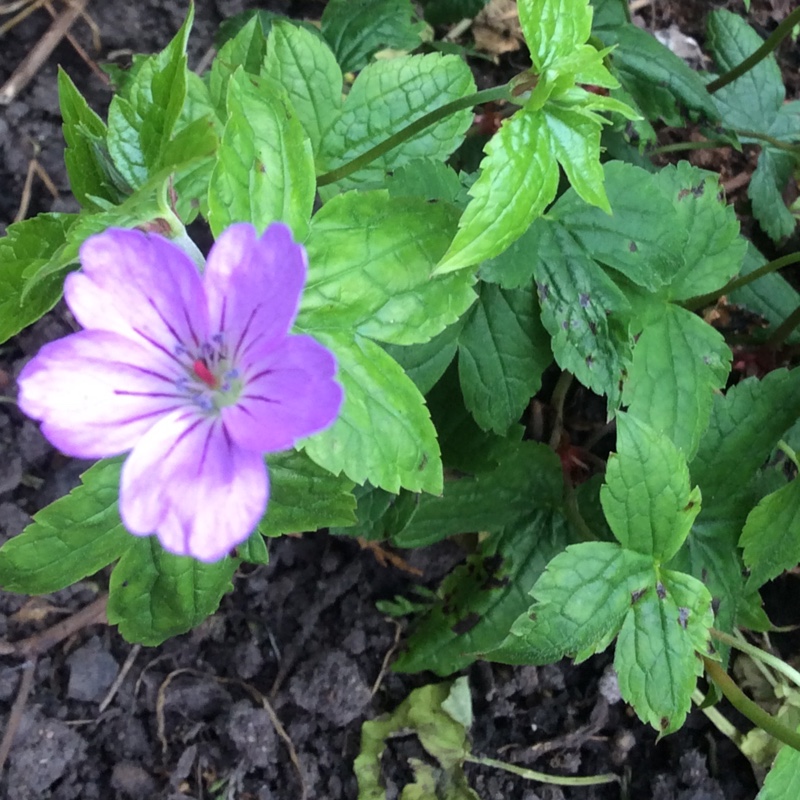 Plant image Geranium nodosum