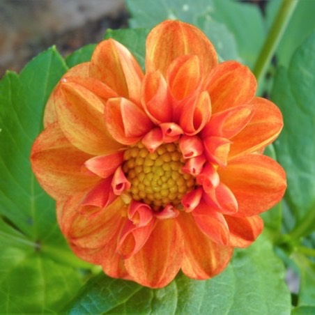 Plant image Dahlia 'New Baby'