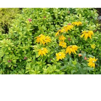 Plant image Rudbeckia hirta 'Prairie Sun'