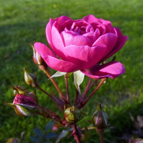 Plant image Rosa 'Purple Rain'