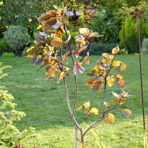 Plant image Populus deltoides