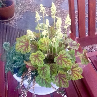 Heuchera 'Electric Lime'