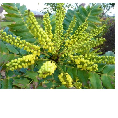 Plant image Mahonia x media 'Charity'