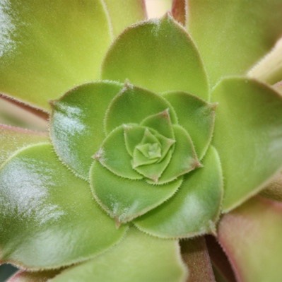 Plant image Aeonium Arboreum Velour