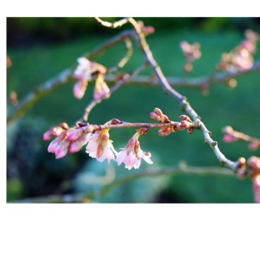 Plant image Prunus x subhirtella 'Autumnalis Rosea'