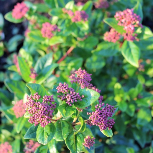 Plant image Viburnum tinus 'Lisarose'