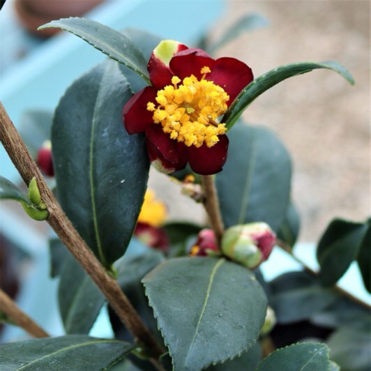 Plant image Camellia x vernalis 'Yuletide'