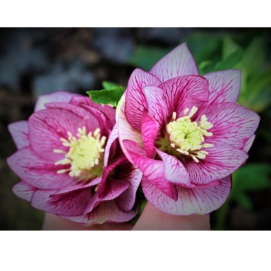 Plant image Helleborus x hybridus 'Hlr 210' (Spring Promise Series) syn. Helleborus x hybridus 'SP Lily'