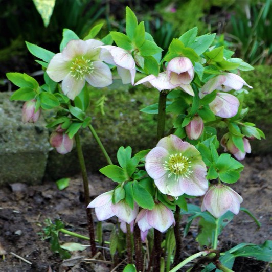 Plant image Helleborus orientalis