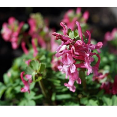 Corydalis solida 'Beth Evans'