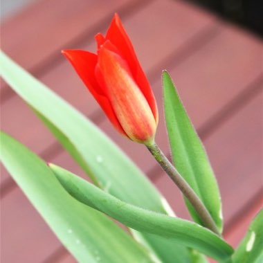 Tulipa praestans 'Van Tubergen's Variety'