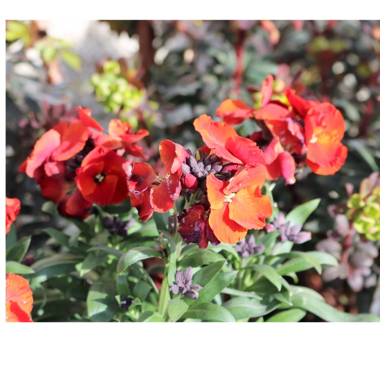 Plant image Erysimum 'Winter Passion'