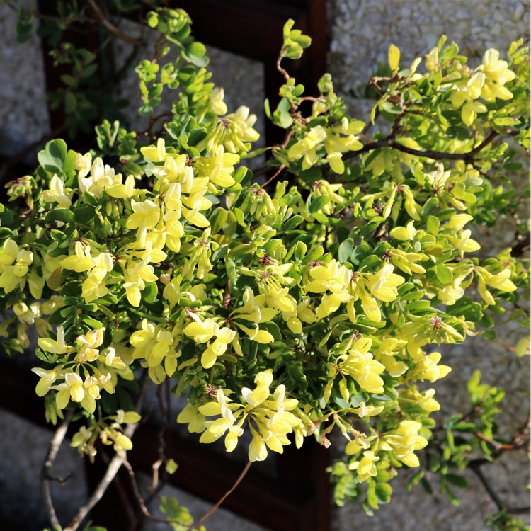 Plant image Coronilla valentina subsp. glauca  syn. Coronilla glauca