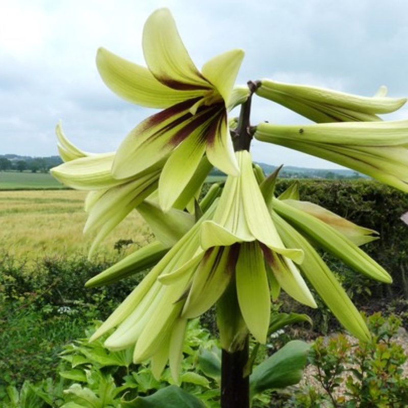 Cardiocrinum giganteum syn. Lilium giganteum himalaicum