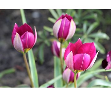 Tulipa humilis 'Persian Pearl'