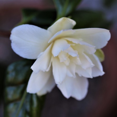 Plant image Camellia japonica 'Silver Anniversary'