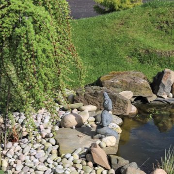 Plant image Larix kaempferi 'Stiff Weeping'