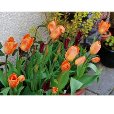 Plant image Tulipa 'Orange Emperor'