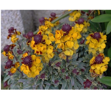 Plant image Erysimum 'Walfrastar' syn. Erysimum 'Walberton's Fragrant Star'