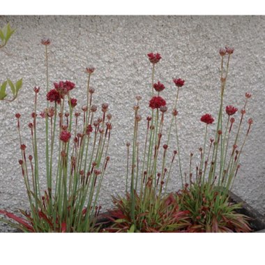 Armeria Pseudoarmeria 'Ballerina red'