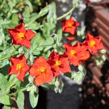 Helianthemum nummularium 'Henfield Brilliant'