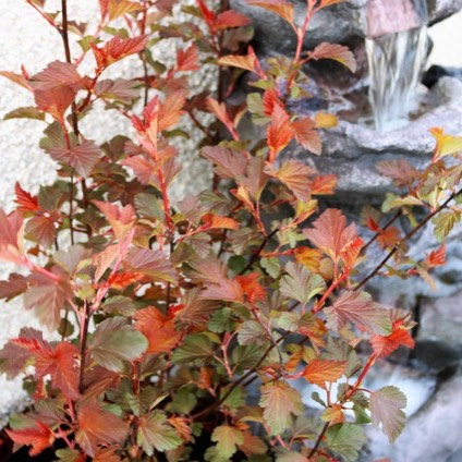 Plant image Physocarpus opulifolius 'Mindia' syn. Physocarpus opulifolius 'Diable d'Or', Physocarpus opulifolius 'Coppertina'