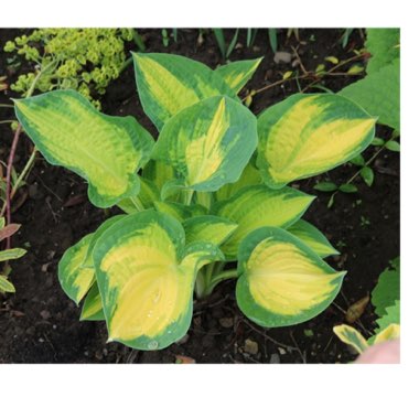 Hosta 'Orange Marmalade'