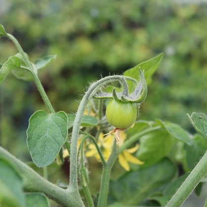 Plant image Solanum Lycopersicum var. cerasiforme 'Red Alert' F1