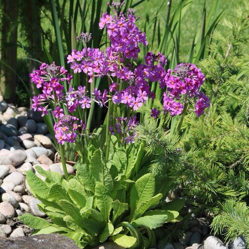 Plant image Primula beesiana